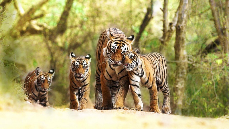 Have A Glance Of Striped Cats in India