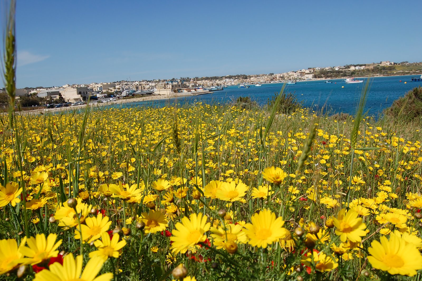 Spring is coming to Malta